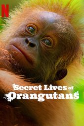 دانلود فیلم Secret Lives of Orangutans 2024