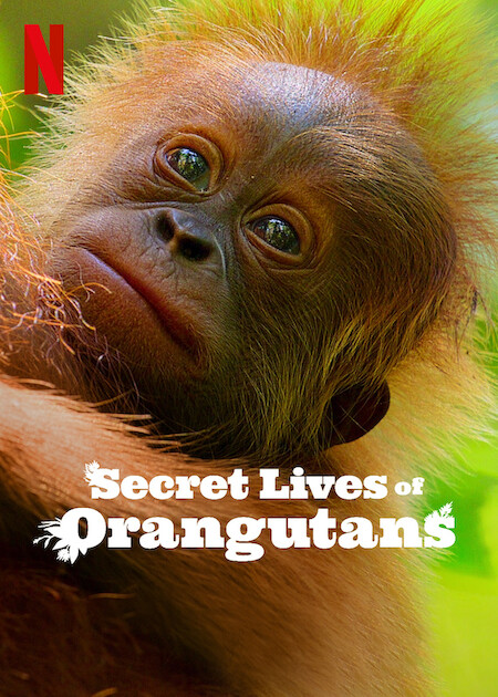 دانلود فیلم Secret Lives of Orangutans 2024